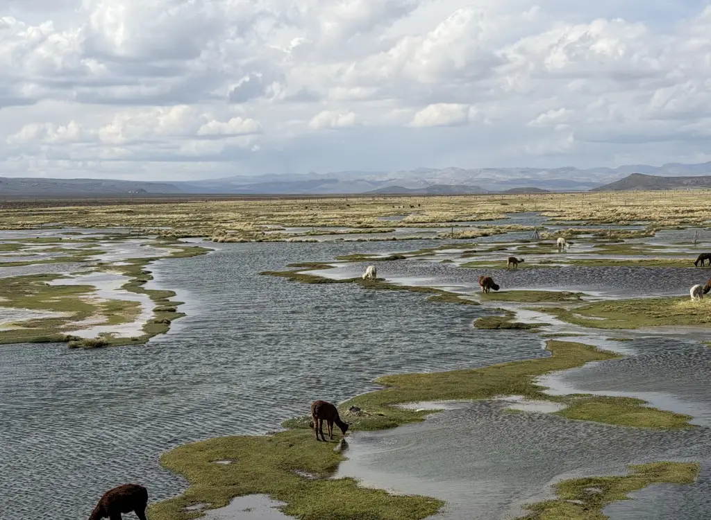 Alpacas peru motorcycle adventure