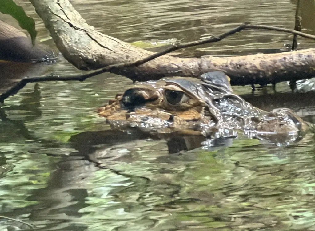 Reptiles lake sandoval peru