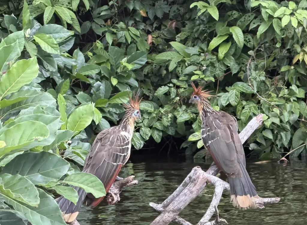 Birdlife lake sandoval peru