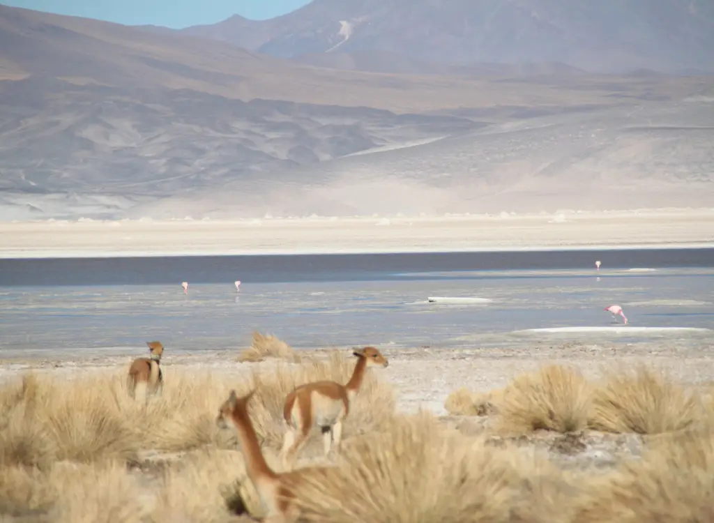 Vicuñas Desierto de Atacama 2