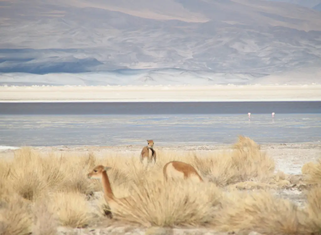 041 Vicuñas Desierto de Atacama