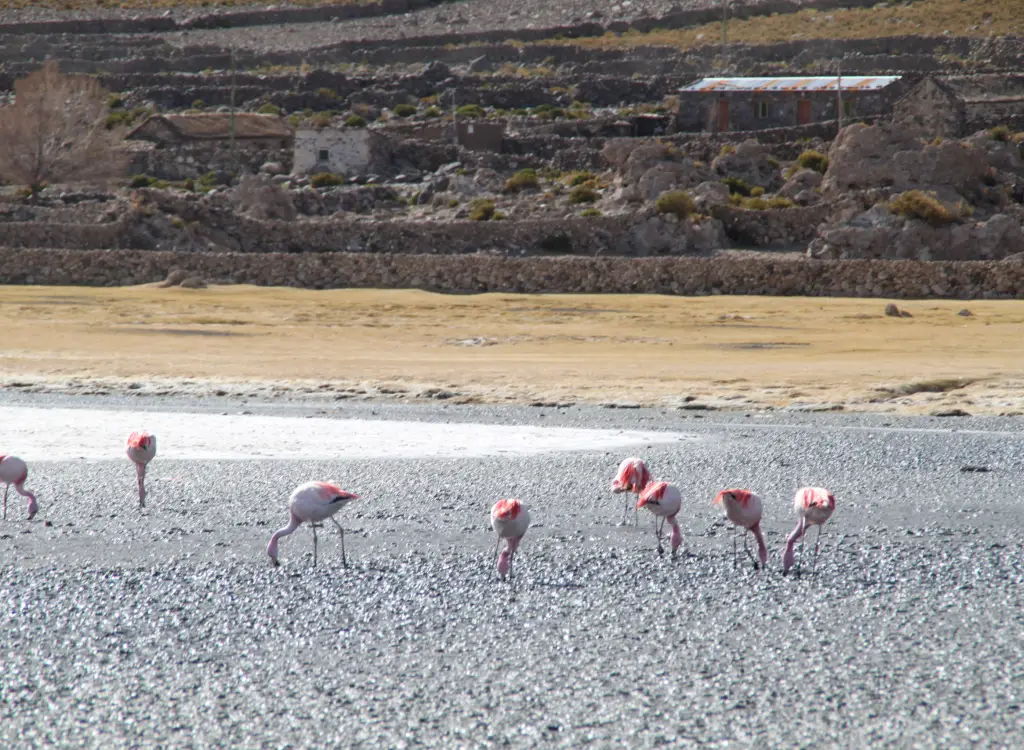 Flamencos en el Salar de Uyuni 7